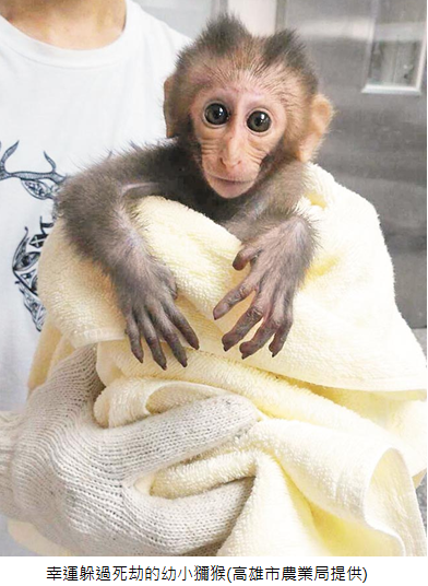 幸運躲過死結的幼小獼猴
